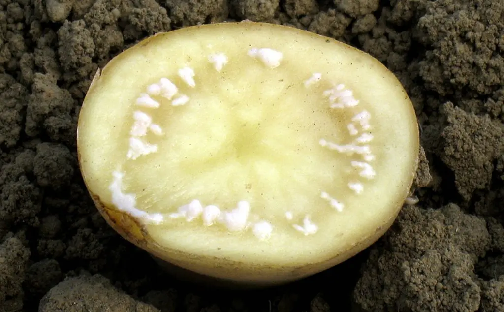 Kartofun qonur çürüməsi (Ralstonia solanacearum (Smith) Yabuchi)