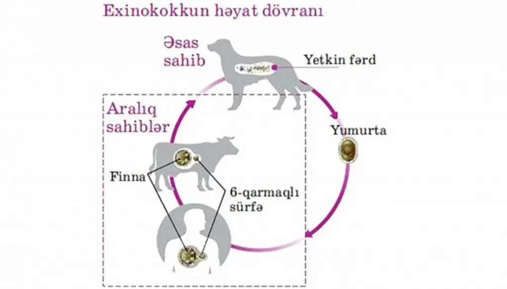 Heyvanları exinokokkozdan qorumaq vacibdir-Mütəxəssis tövsiyəsi