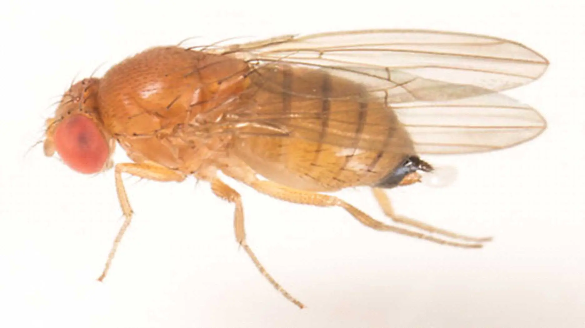 Asiya giləmeyvə drozofilası (Drosophila suzukii Matsumura) zərərvericisi və ona qarşı mübarizə yolları