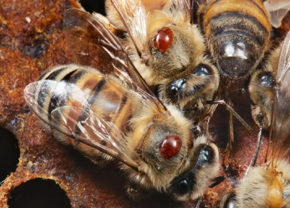 Arılarda Varroatoz xəstəliyi və ona qarşı mübarizə tədbirləri