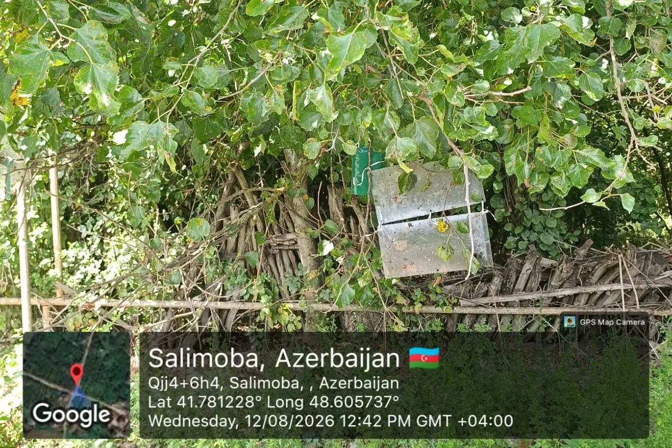 Xaçmaz rayonunda qəhvəyi mərmər bağacığına qarşı monitorinq və kimyəvi mübarizə tədbirləri həyata keçirilib