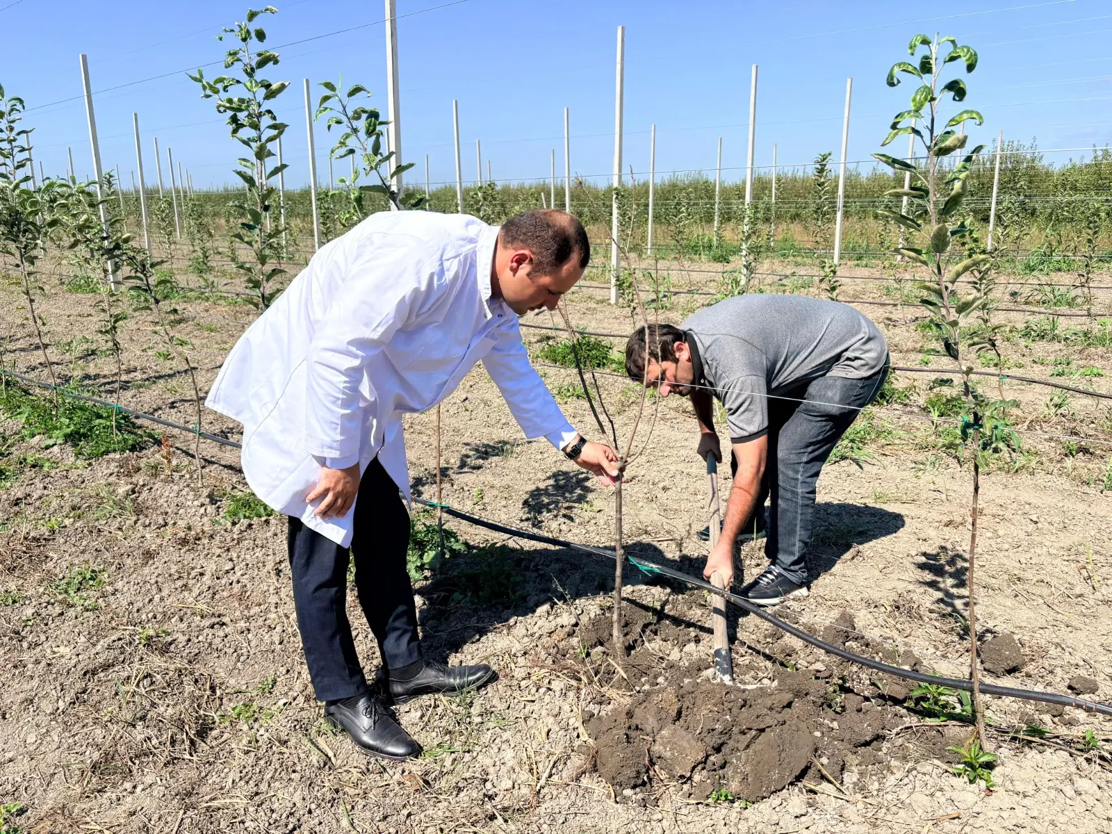 Qubada meyvə bağlarının salınması ilə bağlı maarifləndirici sahə görüşü keçirilib
